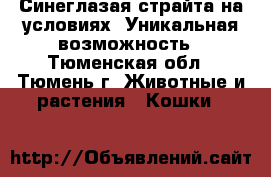 Синеглазая страйта на условиях. Уникальная возможность - Тюменская обл., Тюмень г. Животные и растения » Кошки   